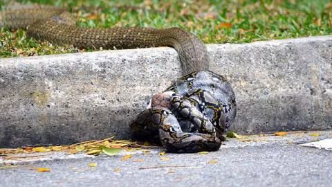 Con trăn dùng sức siết chặt lấy cổ của rắn độc.