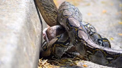 Cảnh tượng rắn hổ mang quằn quại vì bị trăn tóm sống được người đi đường ghi lại và chia sẻ lên mạng.