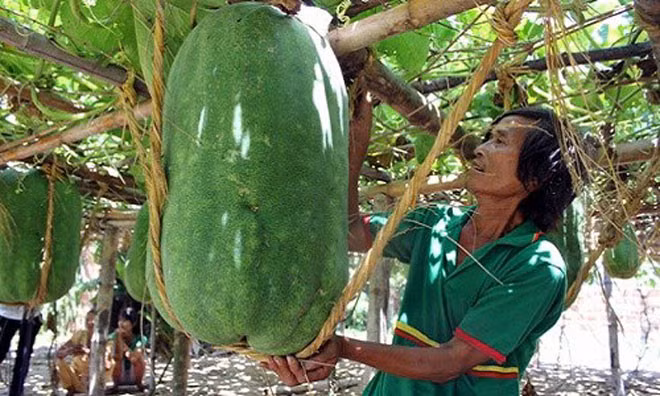 Lành Chánh Trạch (Mỹ Tho, Phú Mỹ, Bình Định) cũng nổi tiếng khắp nơi nhờ trồng được giống bí đao khổng lồ nặng hơn nửa tạ. (Ảnh: kietthuc)