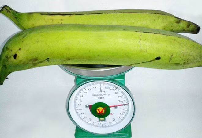 Mới đây, nhiều người xôn xao về loại chuối quá tạ được trồng chủ yếu ở khu vực Bến Tre, Tiền Giang, theo đó, mỗi quả chuối khổng lồ có thể nặng tới 1kg. Giá mỗi loại quả khổng lồ này được rao bán từ 20.000 đồng vẫn đắt khách mua. (Ảnh: Kienthuc)