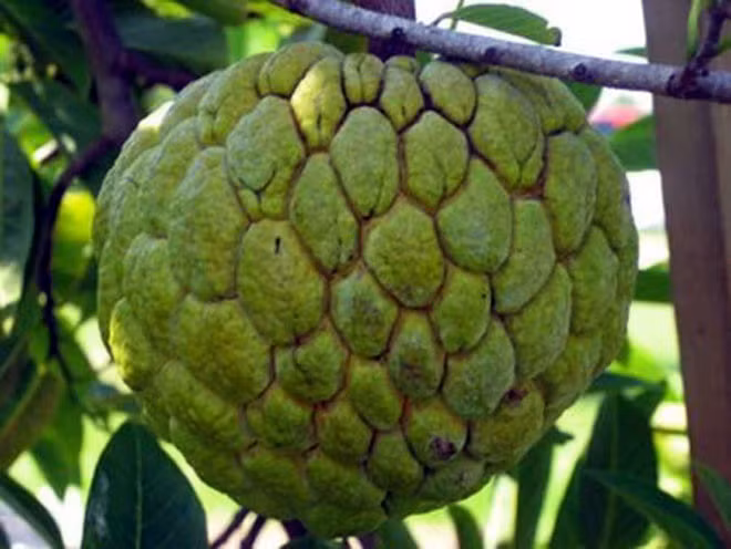 Nông dân ở huyện Định Quán (Đồng Nai) trồng loại na không hạt nặng tới 1kg. Ngoài ưu điểm miễn cho người ăn khỏi phải nhằn hạt, na không hạt còn được ưa chuộng vì mùi vị ngọt thanh, thịt trắng dai. (Ảnh: Kienthuc).