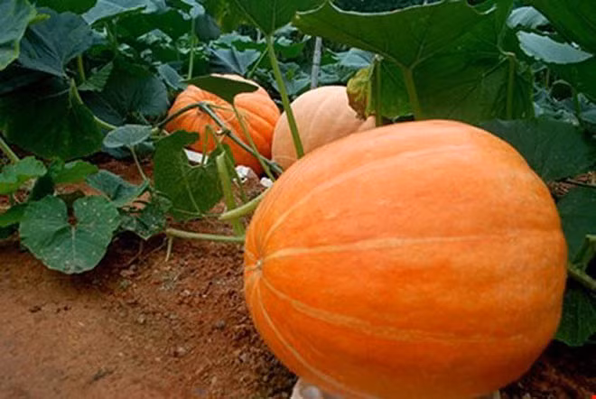 Ông Lê Hữu Phan ở phường 9 (TP. Đà Lạt, Lâm Đồng) đã trồng thành công giống bí ngô khổng lồ, quả lớn nhất nặng tới 80kg, nhỏ nhất là 30kg. (Ảnh: Kienthuc)