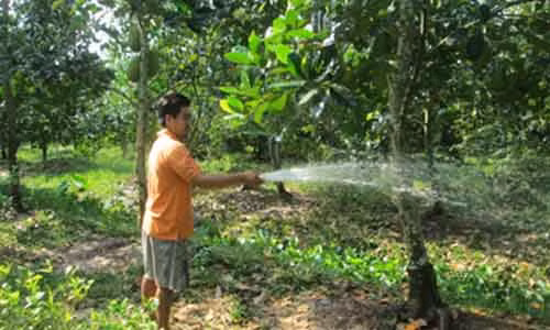 Giam gia soc nha nong lieu xieu vi mit Thai sieu som