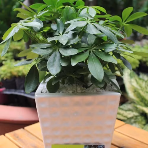 Trong cay phong thuy theo tuoi hop menh gia chu-Hinh-3