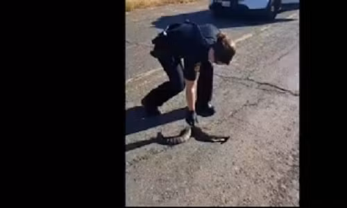 Nu canh sat My giat dung dung khi bat ran tren duong