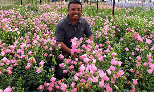 Chủ nhân Bùi Văn Sỹ giữa khu nhà kính hoa linh lan. Ảnh: Văn Việt