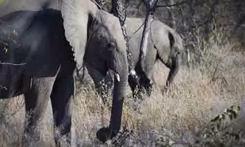 Tai nan tham khoc cua nguoi dan ong bi voi giam dap den chet