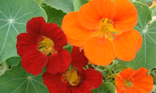 Trong hoa nay trong nha vua lam cay canh ca doi lai khong lo muoi