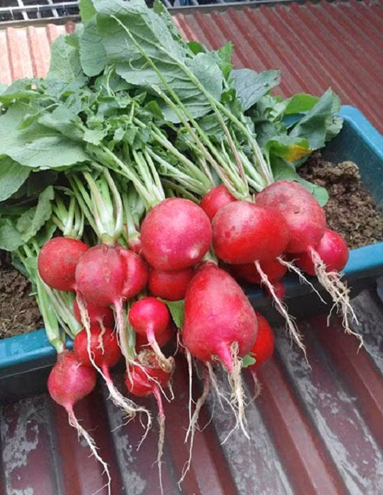 Thang 10, trong rau cu gi ca nha an mai khong het?-Hinh-3