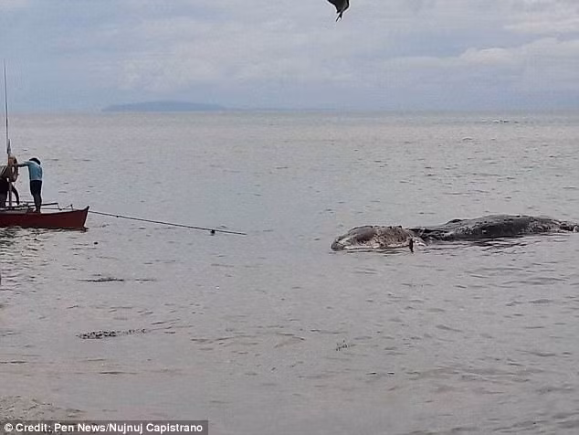 Thuy quai dai 9m dat bo Philippines bi dan keo nguoc lai bien-Hinh-2