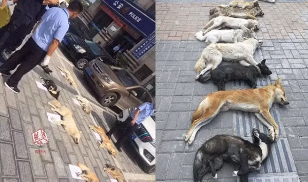 Trung Quoc: Chu nha hang di san trom cho hang xom ve lam lau-Hinh-2