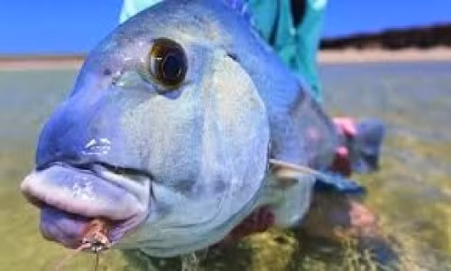 Thu vi nhung loai ca co moi day an tuong-Hinh-2