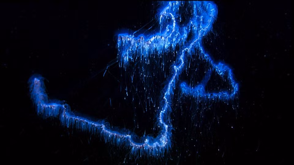 Siphonophore là sinh vật lai tạp giữa san hô và sứa biển. Chúng có thể tự nhân bản nhiều lần và phát triển tới độ dài của cá voi xanh.