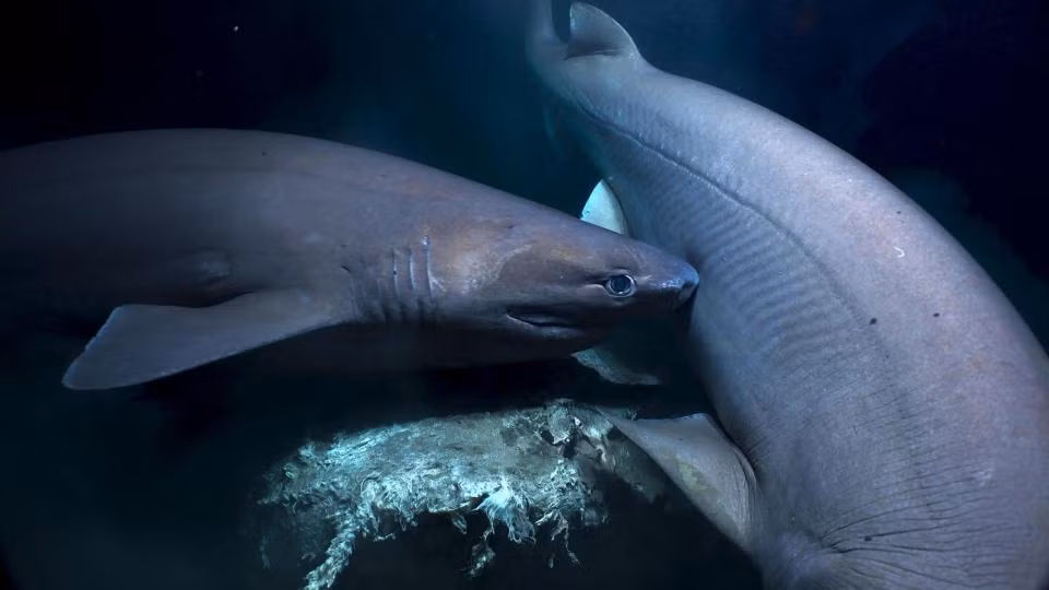 Cá mập sáu mang ăn xác của một con cá voi nhà táng ở vùng Azores của Đại Tây Dương.