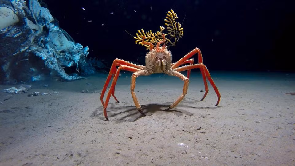 Cua nhện tuần tra dưới đáy biển, mang theo san hô hoặc bọt biển ở chân sau, sử dụng như áo giáp.