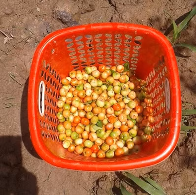 Chuyen la: Cay "hai ra tien" tren dat Dinh Thanh, An Giang