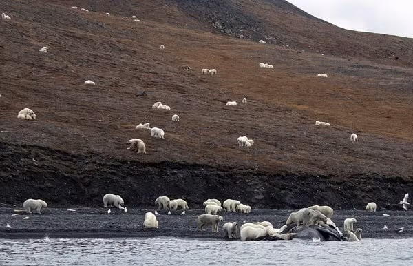 Bang dang 200 con gau Bac Cuc di mo tiec danh chen ca voi-Hinh-2