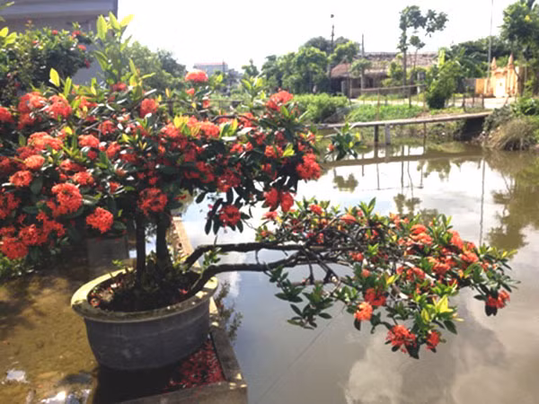 Trong ngay hoa mau don do choi tet cho nha them phu quy