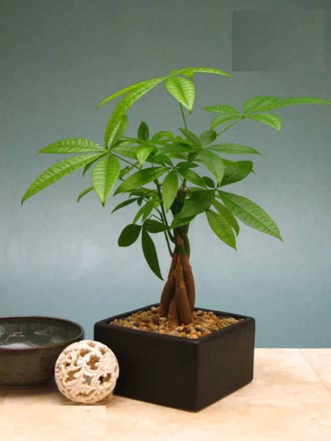 1. Cây kim ngân Là đại diện của sự may mắn, thịnh vượng, cây kim ngân là một trong những loại cây cảnh để bàn được ưa chuộng nhất. Với tên gọi nôm na là "tiền vàng" này, cây kim ngân rất dễ chăm sóc, phát triển tốt trong phòng điều hoà. Bạn chỉ cần tưới nước khoảng 2 lần một tuần là đủ để cây sinh trưởng và phát triển tốt.