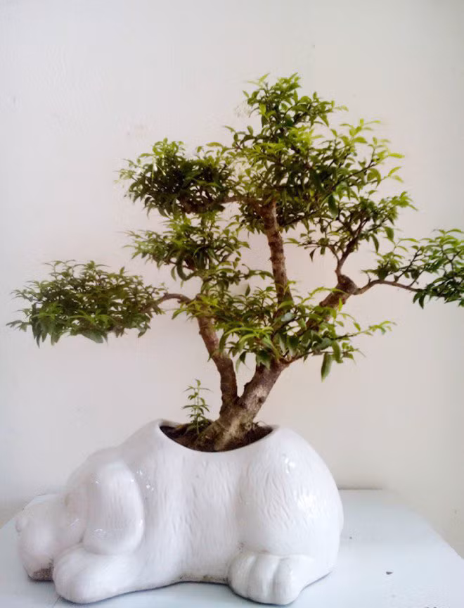 5. Cây mai chiếu thuỷ Một trong những loại cây cảnh để bàn đẹp mắt là cây mai chiếu thuỷ với hoa màu trắng, có mùi thơm quyến rũ, mọc trên một cọng dài kết thành chùm, ra hoa hầu như quanh năm. Cây rất dễ chăm sóc và phát triển trong cả điều kiện khắc nghiệt.