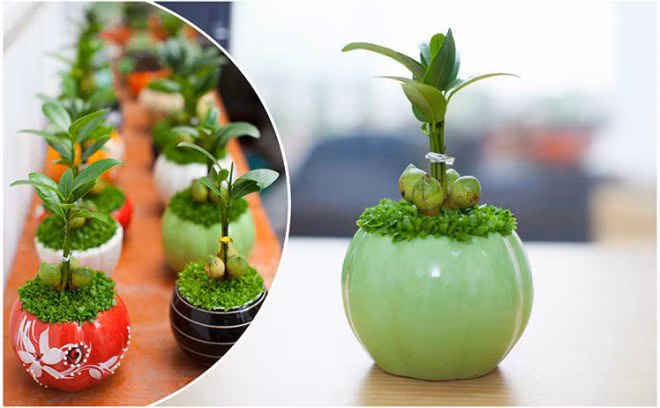 9. Cây may mắn Cây may mắn là loại cây cảnh để bàn thường được trồng trong chậu sứ nhỏ với lớp cỏ xanh mượt bên dưới, mỗi cây thường có 3 hoặc 5 quả, bao quanh thành hình tròn phần dưới thân tạo nên sự hài hòa, vững chắc. Như đúng tên gọi của nó, cây tượng trưng cho sự sung túc, đem đến phúc khí cho ngôi nhà, phòng làm việc,… giúp gia chủ luôn giữ được sự tinh thông, sáng suốt.