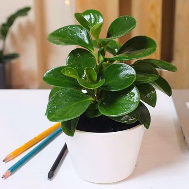 3. Cây trường sinh Cây trường sinh là loại cây cảnh để bàn đẹp và rất lý tưởng bởi có tán lá hình tròn, màu xanh tươi mát. Tên gọi cũng đã toát lên đôi phần ý nghĩa của cây: trường sinh là biểu tượng của sự mạnh mẽ, quyết liệt và trường tồn. Thân cây thấp nên được nhiều người lựa chọn đặt trong chậu thuỷ tinh hay chậu gốm sứ trông rất đẹp mắt.