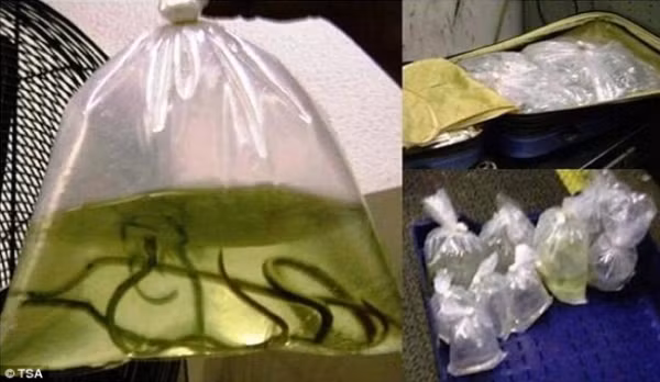 Rắn chết - Trường hợp này xảy ra tại cổng an ninh Sân bay Quốc tế Atlanta, Mỹ năm 2007. Một người đàn ông đến từ Hàn Quốc đã đem theo một đống chai lọ trong vali, bên trong chứa đầy những con rắn độc. Tuy nhiên, tất cả trong số chúng đều đã chết.