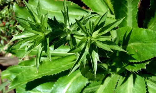 Du chat hep toi dau gia dinh ban cung can trong cay nay