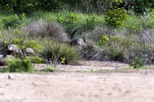 Hai con rồng Komodo lặng lẽ tiến lại gần con mồi.