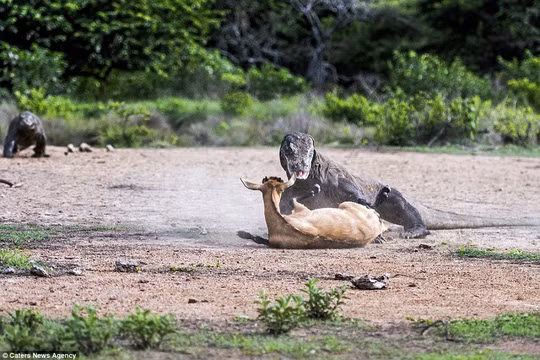 Chú dê bị quật ngã .