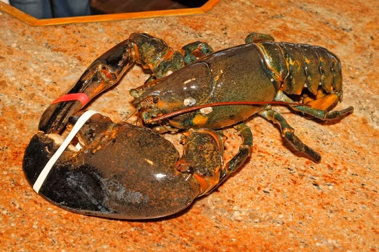 Tôm hùm khổng lồ 132 tuổi được thả tự do sau 20 năm Tom hum khong lo 132 tuoi duoc tha tu do sau 20 nam