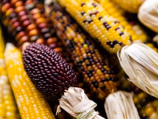 Cac loai thuc pham co nguy co gay ung thu cao ma ban it ngo-Hinh-2