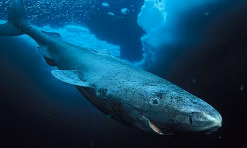 Cá mập Greenland có thể sống tới 512 năm