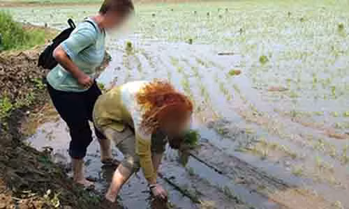 Xem khach Tay chi bon tien de duoc cay lua o Trieu Tien