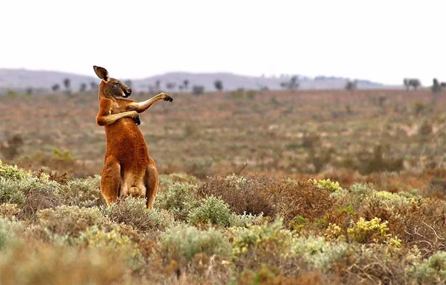 Buổi tập Kung Fu của chú chuột túi Australia. Ảnh: Andrey Giljov.