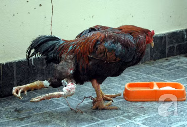 Choang vang "chien ke" gia bac ty-Hinh-3