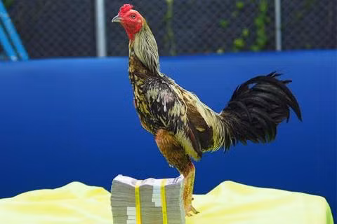 Choang vang "chien ke" gia bac ty