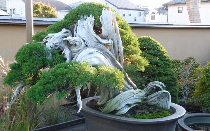 Cây cảnh đại thụ này khoảng 1.000 năm tuổi (Ảnh: Pinterest)