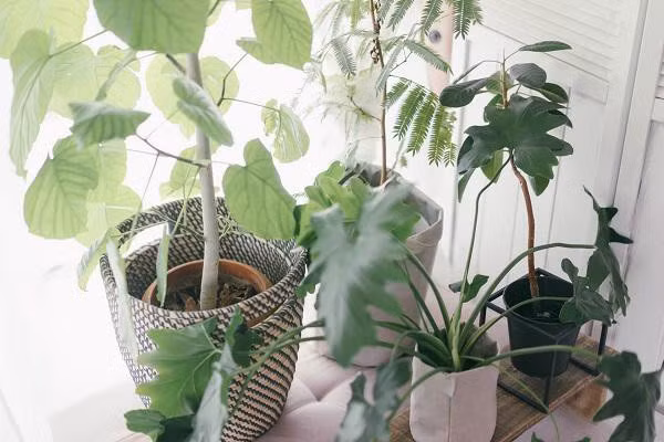 Saki tận dụng ngay ưu điểm của căn phòng có nhiều cửa sổ là bắt được ánh sáng tự nhiên, vì thế cô nàng tiết kiệm được một khoản kha khá cho hệ thống đèn điện. Saki chỉ sử dụng một bộ đèn chùm đơn giản treo giữa nhà và dây giăng đèn nhỏ xinh xắn trong góc tạo điểm nhấn cho căn phòng.