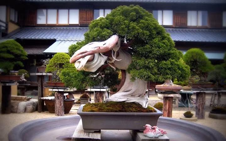 Cây bonsai hơn 800 năm tuổi ở vườn bonsai Shunka-en, Nhật Bản (Ảnh: KT)