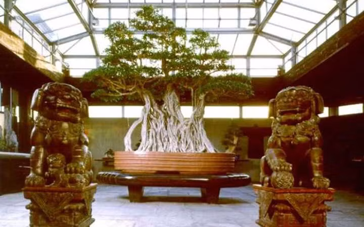 Hiện "siêu cây cảnh" này đang được trưng bày tại Bảo tàng Crespi, Italy (Ảnh: soha)