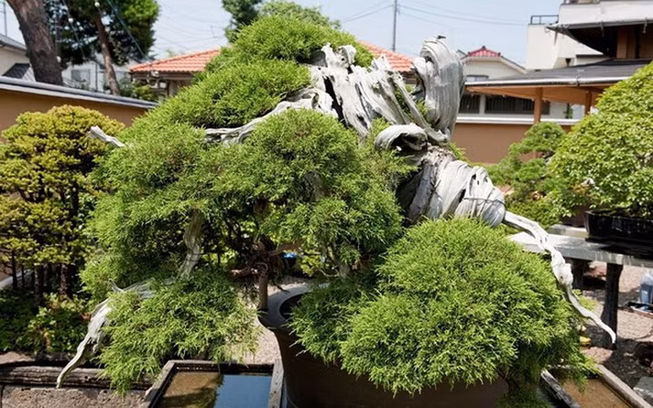Cây bonsai Bách xù ở Nhật Bản có "tuổi thọ" hơn 1.000 năm (Ảnh: soha)