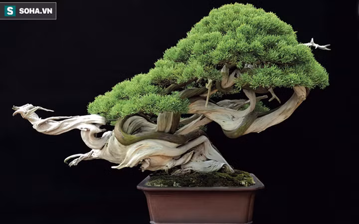 Hình ảnh cây bonsai quý hiếm, thế tuyệt đẹp ở Nhật Bản (Ảnh: soha)