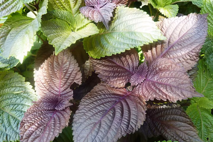 Nhung loai la de tim danh bay rom say cho tre-Hinh-4