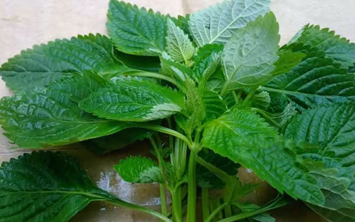 Nhung loai la de tim danh bay rom say cho tre-Hinh-3