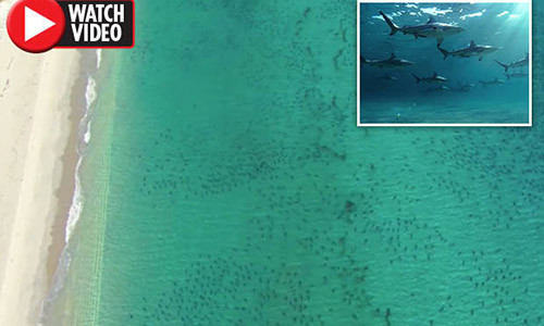 Cá mập xuất hiện đen đặc bờ biển Mỹ.