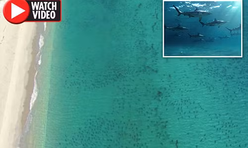 Cá mập xuất hiện đen đặc bờ biển Mỹ.