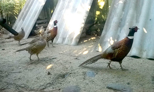 Đàn chim trĩ đạt chất lượng, truy xuất được nguồn gốc.