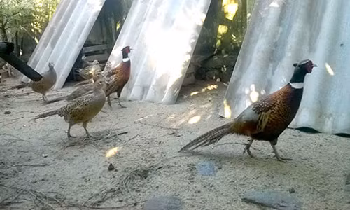Đàn chim trĩ đạt chất lượng, truy xuất được nguồn gốc.