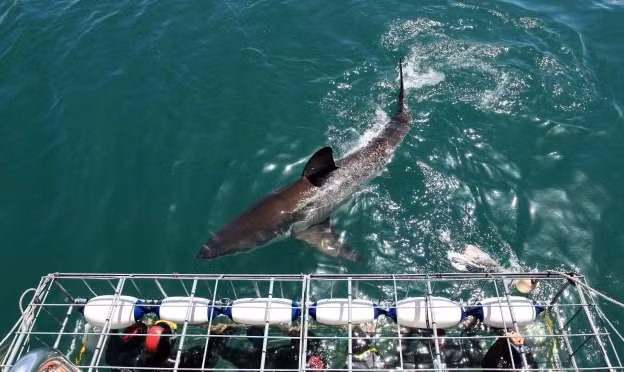 Những người muốn quan sát cá mập trắng một cách tự nhiên và gần nhất có thể trải nghiệm điều này ở Nam Phi. Bạn sẽ được vào trong lồng sắt, các con cá mập trắng hung dữ bơi xung quanh. Ảnh: MSN.